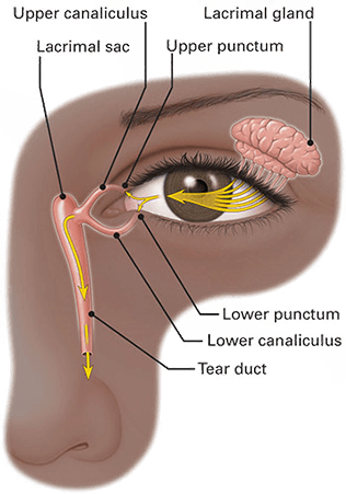 Dry Eye Anatomy and Physiology